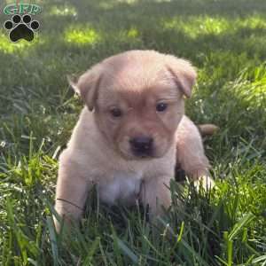 Charlie, Yellow Labrador Retriever Puppy